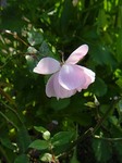 11.26 oldblush-2.jpg