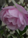 12.22 old-1.jpg