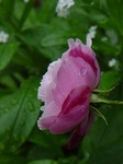 5.11 oldblush-1.jpg
