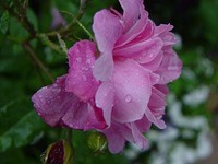 5.14 olblsh-1.jpg
