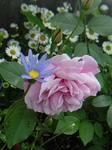 5.15 blush-2.jpg