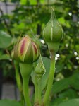 5.15 chalotte-2.jpg