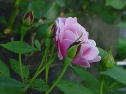 5.19 oldb-1.jpg