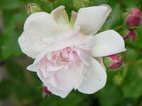 5.22 blushnoi-2.jpg