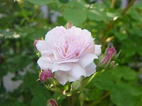 5.23 blushnoi-1.jpg