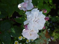 5.25 blushnoi-1.jpg