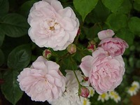 5.26 blushnoi-1.jpg