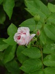 7.12 blushnoi-1.jpg