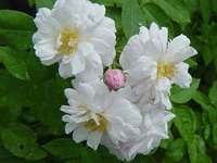 7.16 blushnoi-2.jpg