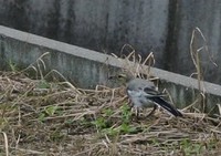 7.4キガシラセキレイ1.jpg